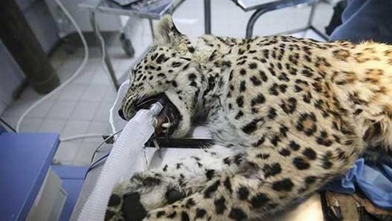 
 “Saving Leopard” – Soroush Multimedia Corporation, Iran
