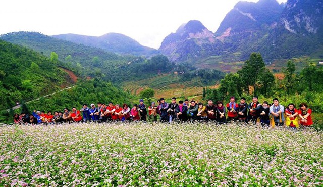 
Buckwheat flower, the symbol of Hà Giang and the Đồng Văn Plateau. (Photo: Zing News)
