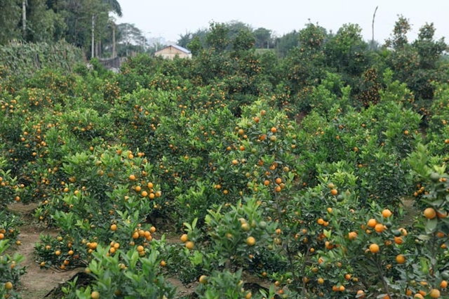 
Tu Lien people said that kumquat in this year is more beautiful than the last year because of favourable climate, but its price will increase.
