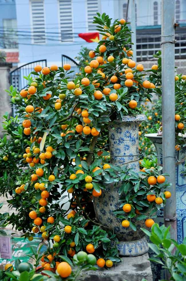 
In Tu Lien kumquat village, there are 10 families growing bonsai kumquat to server Tet holiday.
