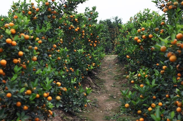 
In recent years, areas to grown kumquat are always expended.
