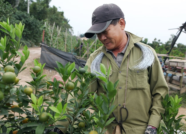 
Le The Hung, kumquat grower in many years, said that although the weather is favourable, some kumquat gardens still have to wait for the third flowering time. Especially, the quality of pesticide is very important.
