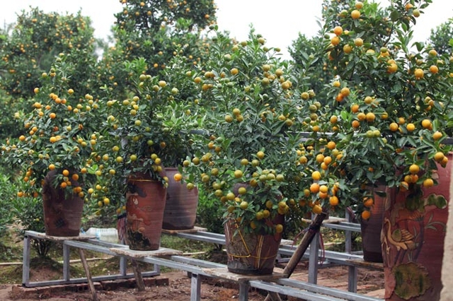 
Besides traditional kumquat gardens, there are some bonsai kumquat gardens with attractive shapes of kumquat which are grown in pottery pots and have high price. In 3 recent years, more and more customers like the bonsai kumquats.
