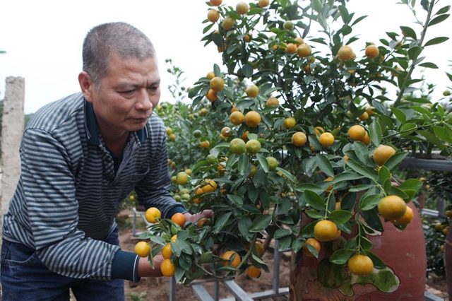 
Pham Duy Tien, bonsai kumquat artist, said that to have bonsai kumquat pot, growers have to spend many times and efforts.
