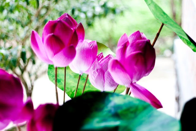 
Paper lotus flowers
