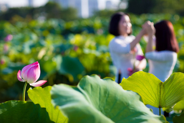 The pink lotus creates the distinctive characteristics of the flowers of Thang Long