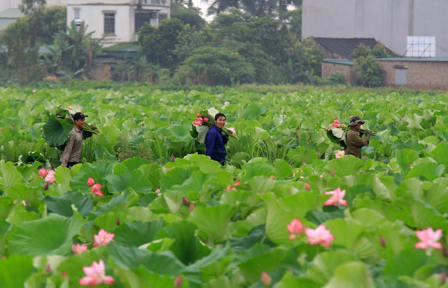In the early morning, lotus growers are picking flowers to serve customers