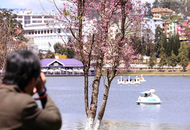 In recent years, thousands of Mai Anh Dao trees have been relocated around Xuan Huong Lake and many other roads in the city, gradually creating a charming “Mai Anh Dao space”.