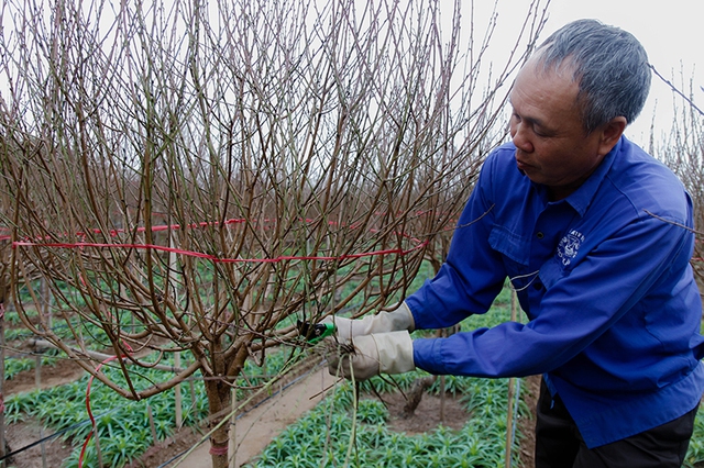 Different from Thuy, Dung, 56, decided to take care of his trees by himself