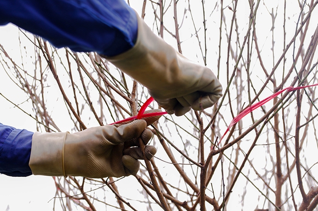 Dung trimming a tree into a decorative shape