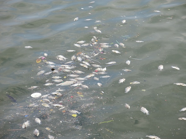 Hồ Tây:  Cá chết nổi lềnh bềnh, nồng nặc mùi hôi thối - Ảnh 3.