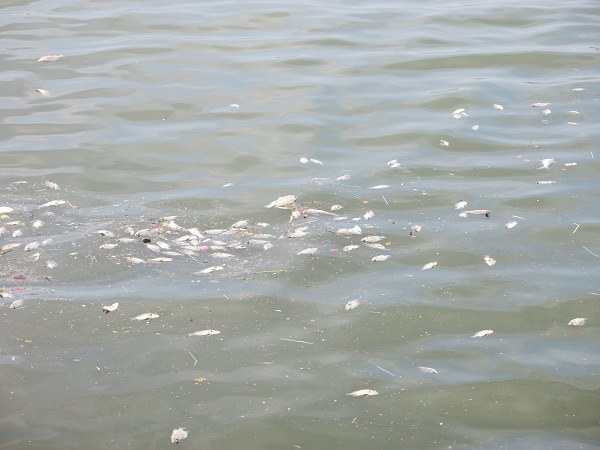 Hồ Tây:  Cá chết nổi lềnh bềnh, nồng nặc mùi hôi thối - Ảnh 6.
