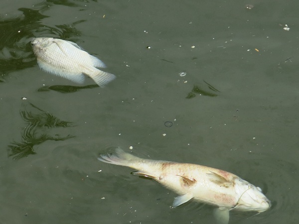 Hồ Tây:  Cá chết nổi lềnh bềnh, nồng nặc mùi hôi thối - Ảnh 7.