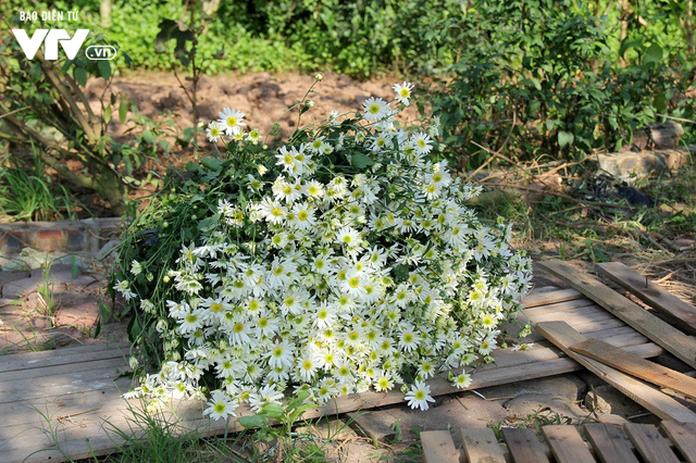 Người trồng hoa Nhật Tân phấn khởi vì cúc họa mi được mùa, được giá - Ảnh 13.