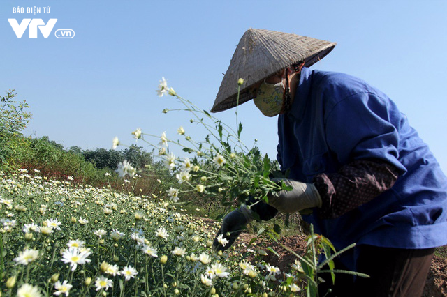 Người trồng hoa Nhật Tân phấn khởi vì cúc họa mi được mùa, được giá - Ảnh 10.