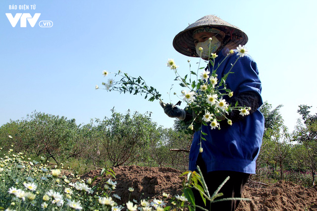 Người trồng hoa Nhật Tân phấn khởi vì cúc họa mi được mùa, được giá - Ảnh 9.