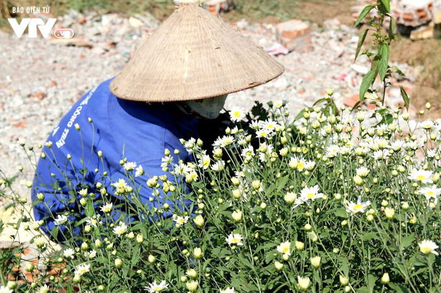 Người trồng hoa Nhật Tân phấn khởi vì cúc họa mi được mùa, được giá - Ảnh 11.
