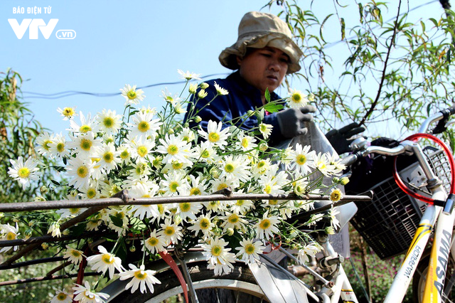 Người trồng hoa Nhật Tân phấn khởi vì cúc họa mi được mùa, được giá - Ảnh 16.