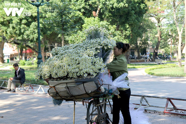 Người trồng hoa Nhật Tân phấn khởi vì cúc họa mi được mùa, được giá - Ảnh 17.