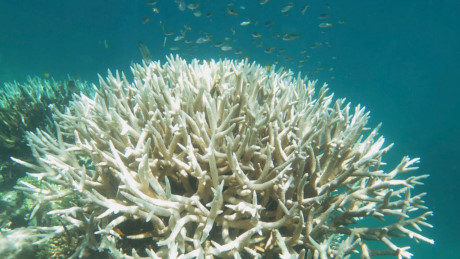 Australia không thể phục hồi rạn san hô Great Barrier Reef - Ảnh 1.