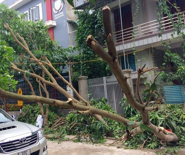 Hà Nội hỗ trợ TP Vinh khắc phục cây đổ sau bão số 2 - Ảnh 1.