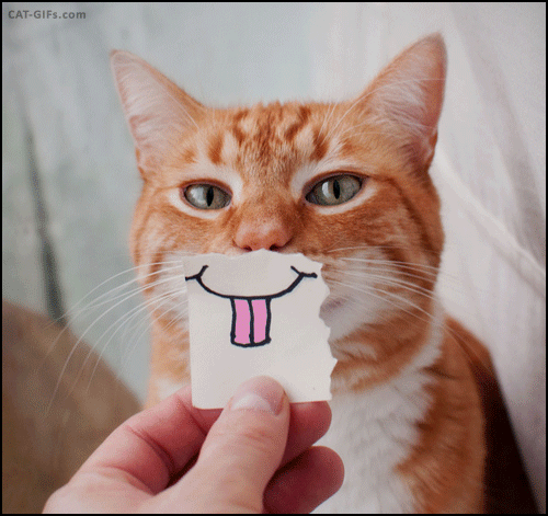 Loạt ảnh đáng yêu của các chú mèo khiến bạn không thể ngừng cười - Ảnh 4.