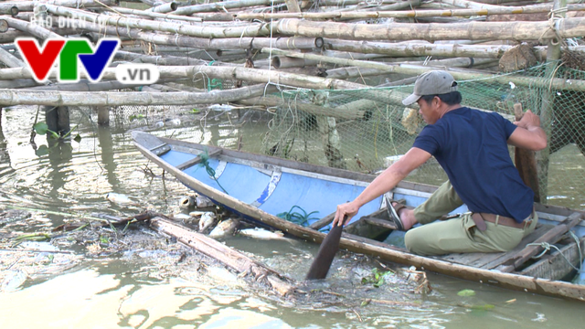 Thừa Thiên - Huế: Cá nuôi lồng chết hàng loạt trên Phá Tam Giang - Ảnh 5.