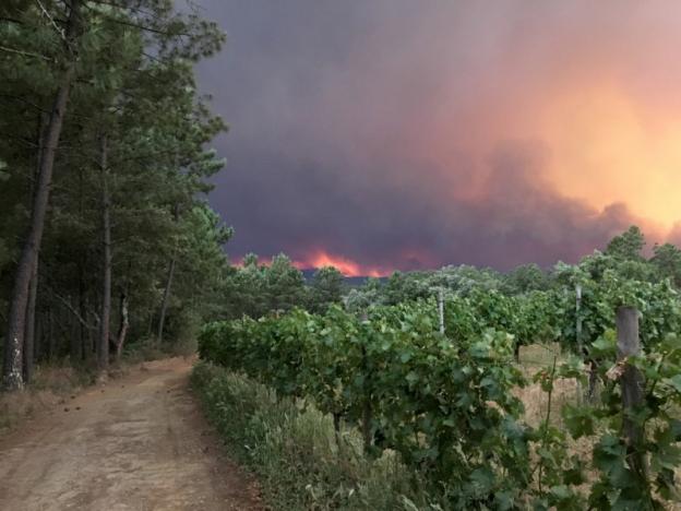 Cháy rừng ở Bồ Đào Nha: Số người thương vong đã lên tới hơn 100 - Ảnh 12.