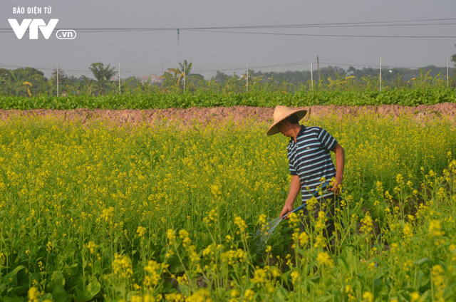 Vẻ đẹp hút hồn của vườn hoa cải vàng ươm ở ngoại thành Hà Nội - Ảnh 3.