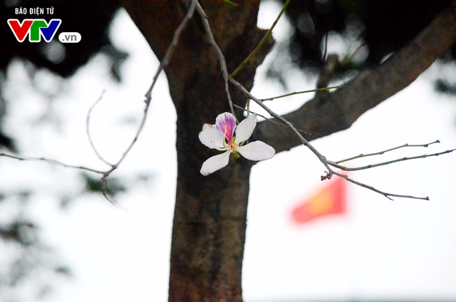 Ngắm hoa ban nở rộ dịp giáp Tết trên phố phường Hà Nội - Ảnh 2.