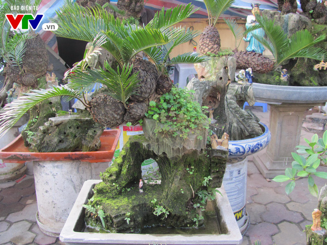 Độc đáo non bộ, bonsai ở các chợ hoa Tết Hà Nội - Ảnh 11.