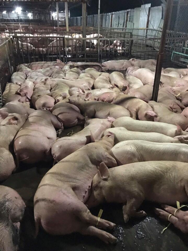 Vụ gần 5.000 con lợn bị tiêm thuốc an thần: Xử lý các chủ lò mổ theo luật định - Ảnh 1.