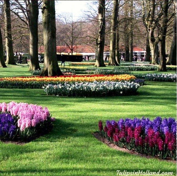 Mê mẩn sắc hoa tulip tại Hà Lan - Ảnh 13.