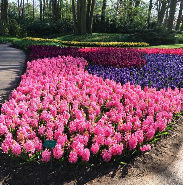 Mê mẩn sắc hoa tulip tại Hà Lan - Ảnh 15.