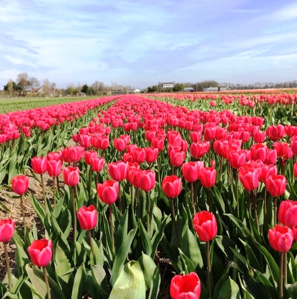 Mê mẩn sắc hoa tulip tại Hà Lan - Ảnh 18.
