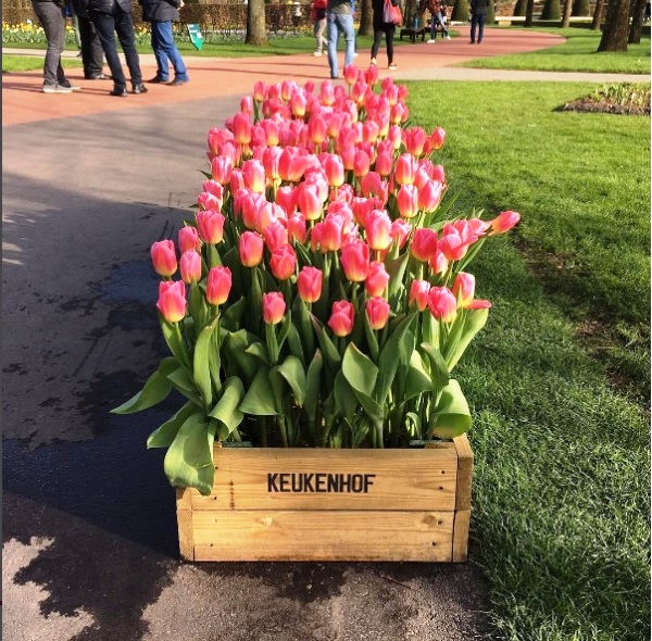 Mê mẩn sắc hoa tulip tại Hà Lan - Ảnh 17.