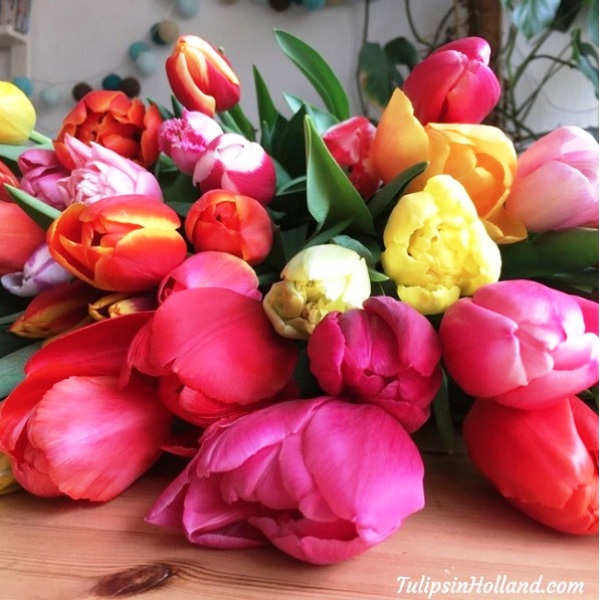 Mê mẩn sắc hoa tulip tại Hà Lan - Ảnh 16.