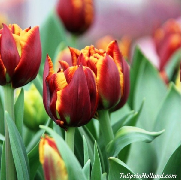 Mê mẩn sắc hoa tulip tại Hà Lan - Ảnh 19.