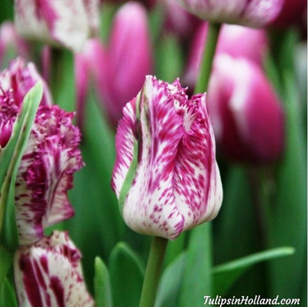 Mê mẩn sắc hoa tulip tại Hà Lan - Ảnh 21.