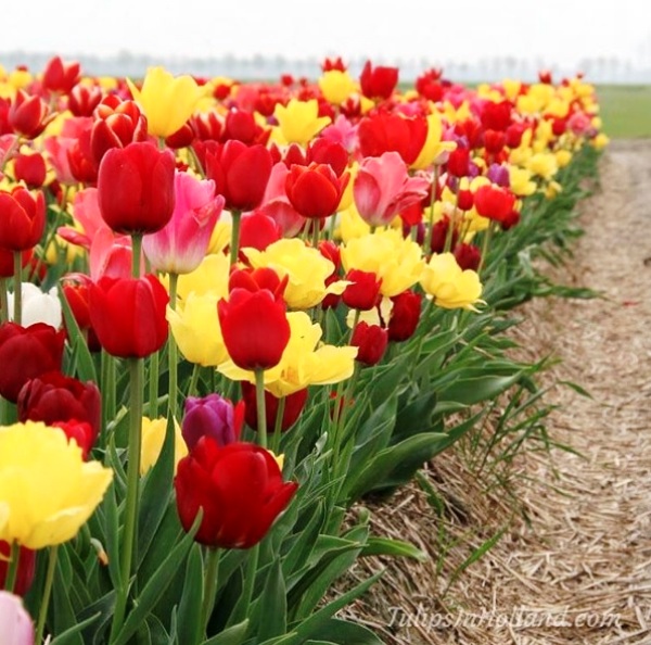 Mê mẩn sắc hoa tulip tại Hà Lan - Ảnh 20.