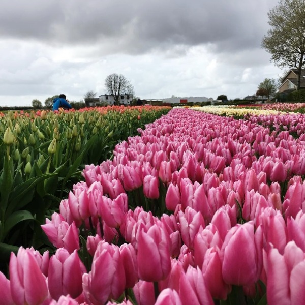 Mê mẩn sắc hoa tulip tại Hà Lan - Ảnh 11.