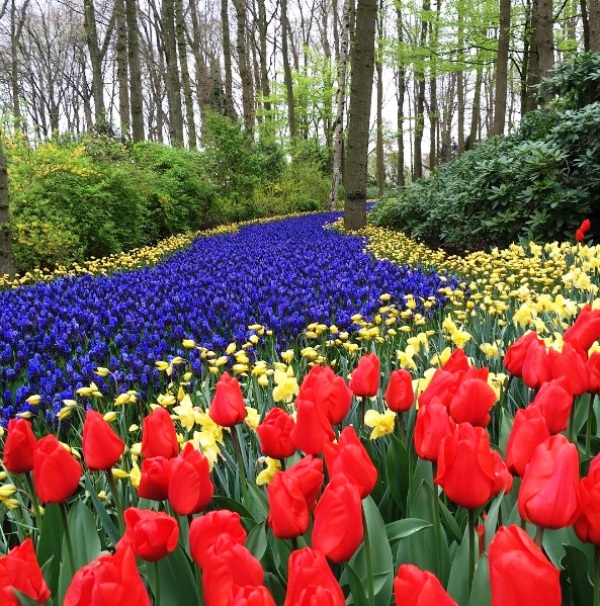 Mê mẩn sắc hoa tulip tại Hà Lan - Ảnh 9.