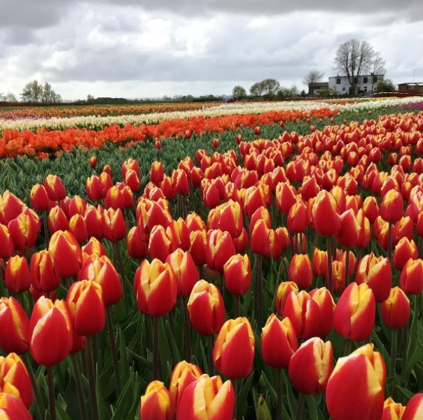 Mê mẩn sắc hoa tulip tại Hà Lan - Ảnh 8.
