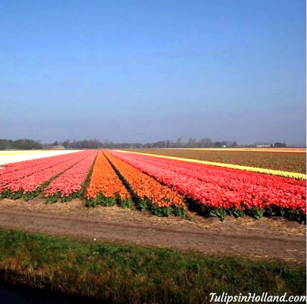 Mê mẩn sắc hoa tulip tại Hà Lan - Ảnh 10.