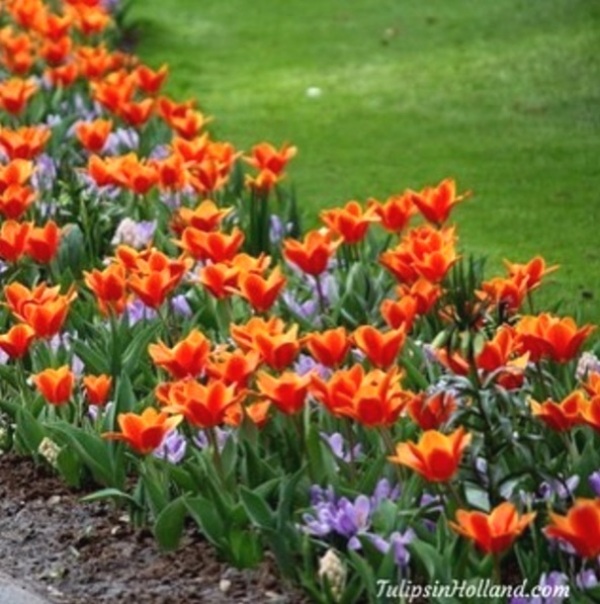 Mê mẩn sắc hoa tulip tại Hà Lan - Ảnh 12.