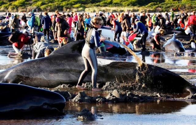 Giải cứu cá voi mắc cạn tại New Zealand - Ảnh 5.