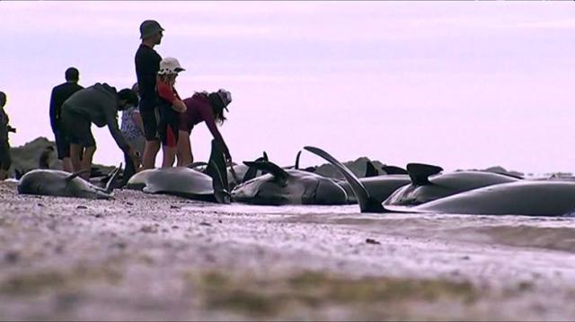 Giải cứu cá voi mắc cạn tại New Zealand - Ảnh 2.
