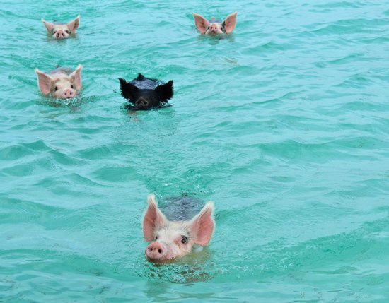 Hòn đảo dành cho những chú lợn bơi lội thỏa thích - Ảnh 1.