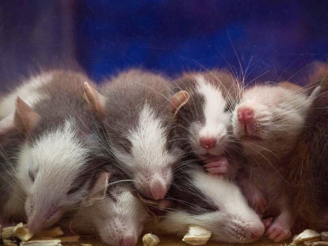 Giảm tỉ lệ sinh sản của chuột nhờ… nước mắt chuột con - Ảnh 1.