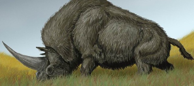 Lần đầu tiên phân tích được DNA của loài kỳ lân Siberia bí ẩn - Ảnh 1.